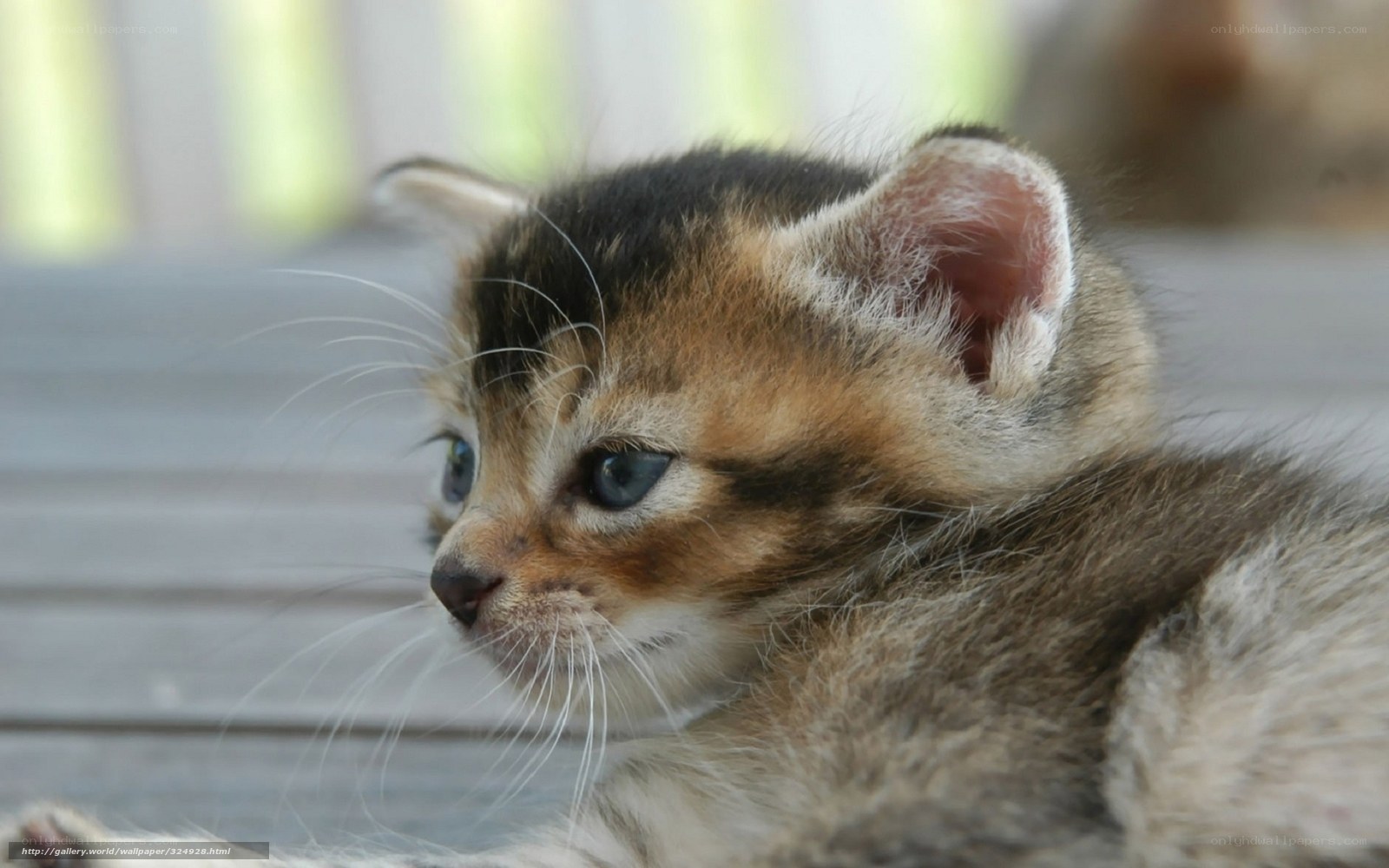 adorable tabby kitten