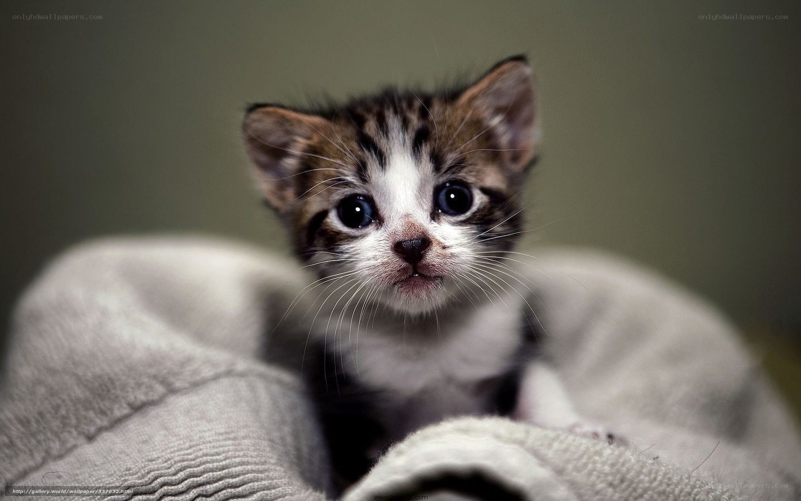 adorable tabby kitten