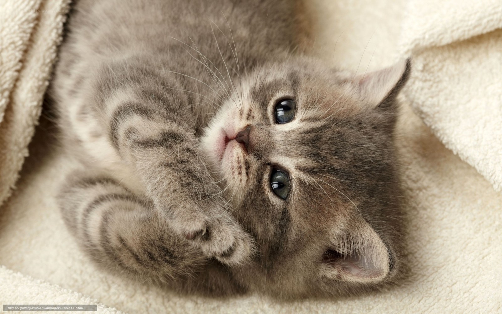 adorable tabby kitten