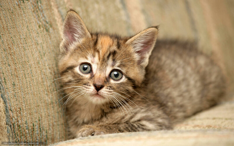 adorable tabby kitten