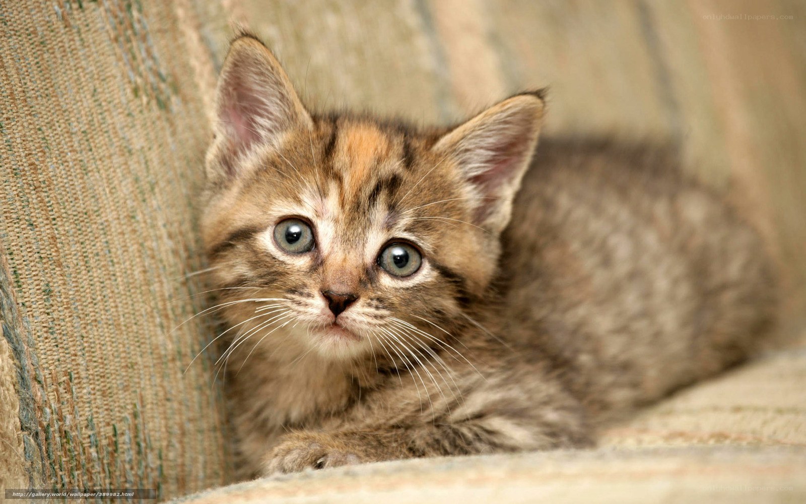adorable tabby kitten