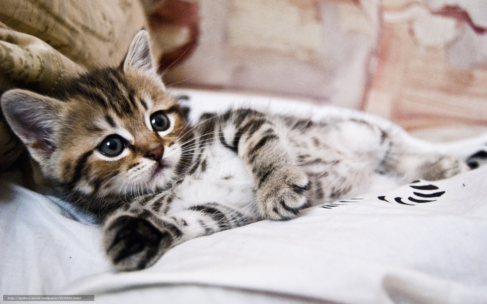 adorable tabby kitten