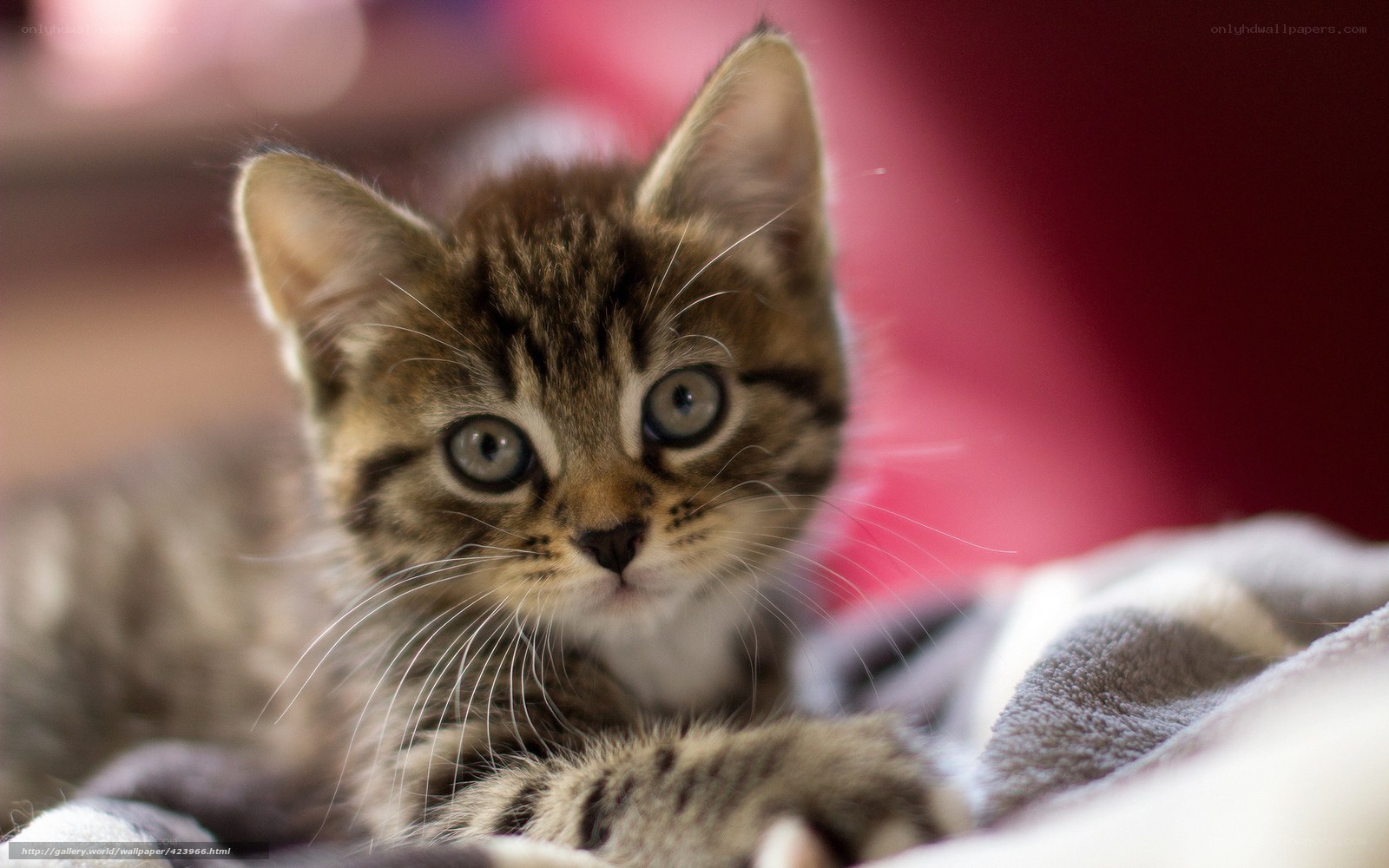 adorable tabby kitten