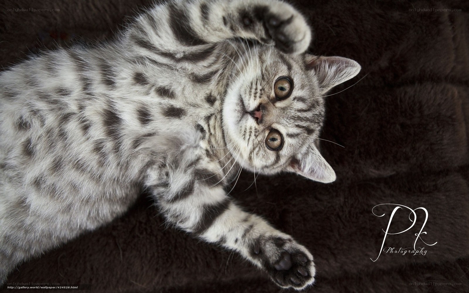 adorable tabby kitten