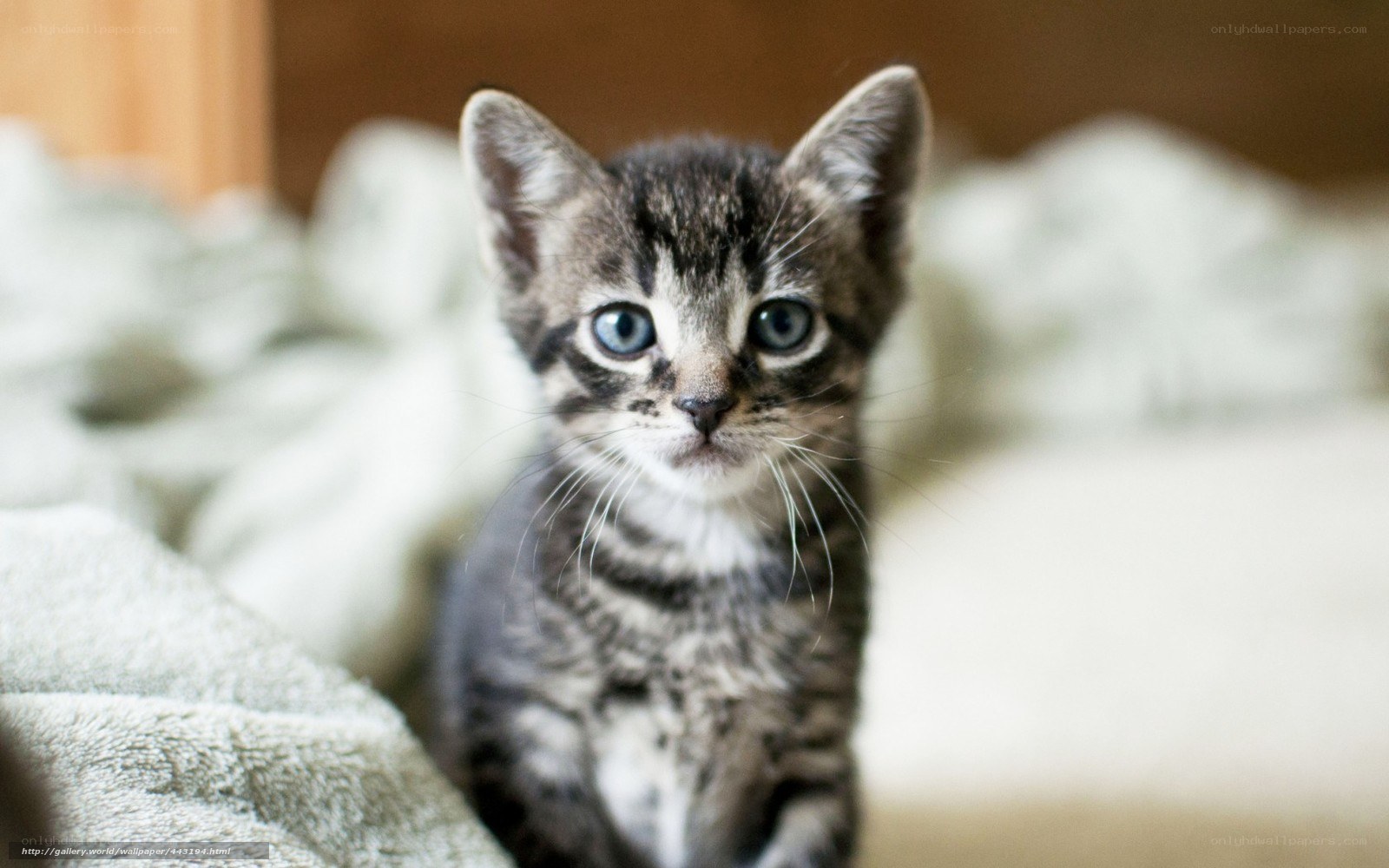 adorable tabby kitten