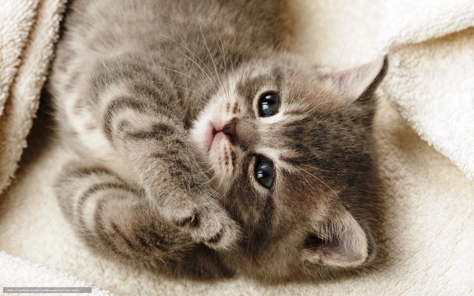 adorable tabby kitten