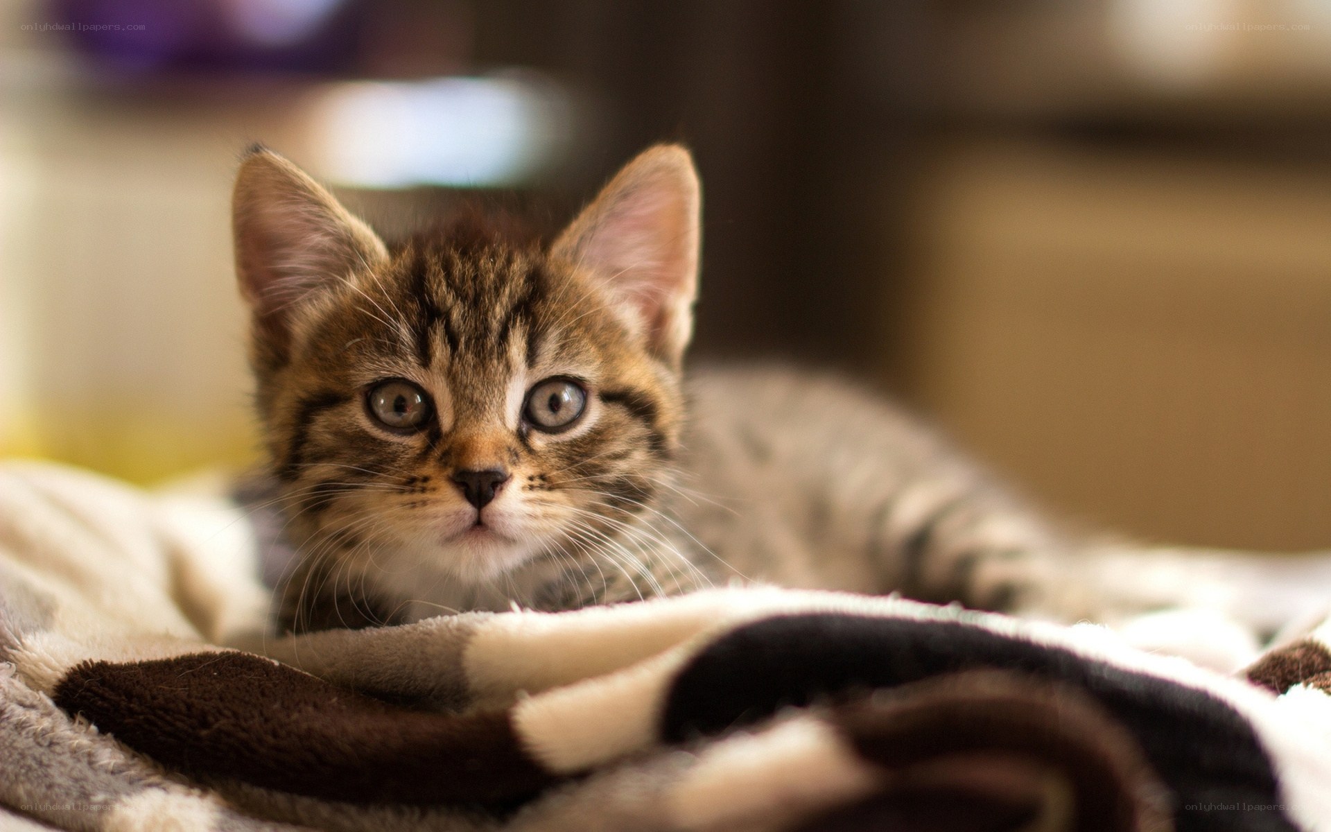 adorable tabby kitten