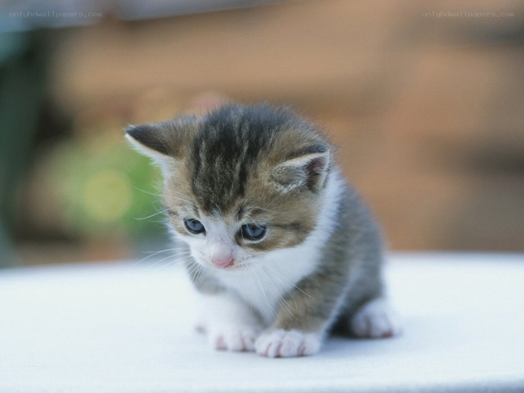 Adorable tabby kitten