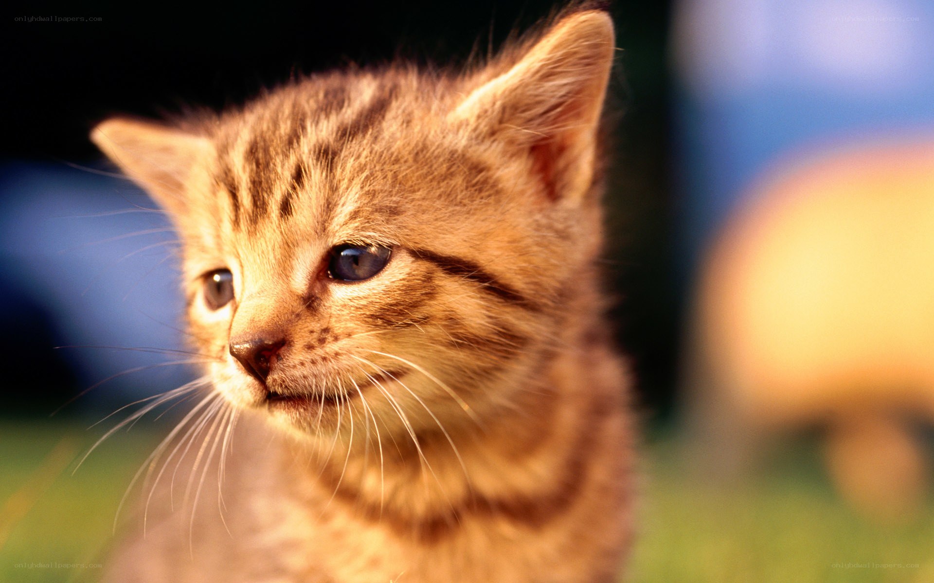 adorable tabby kitten