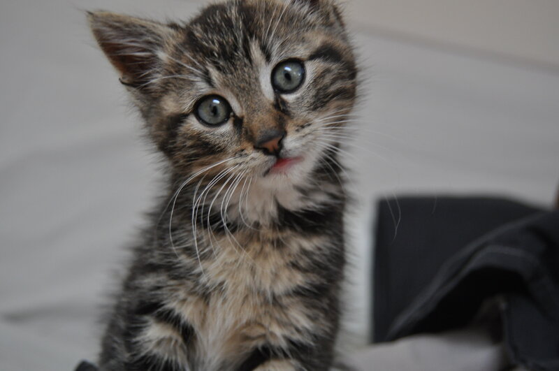 adorable tabby kitten