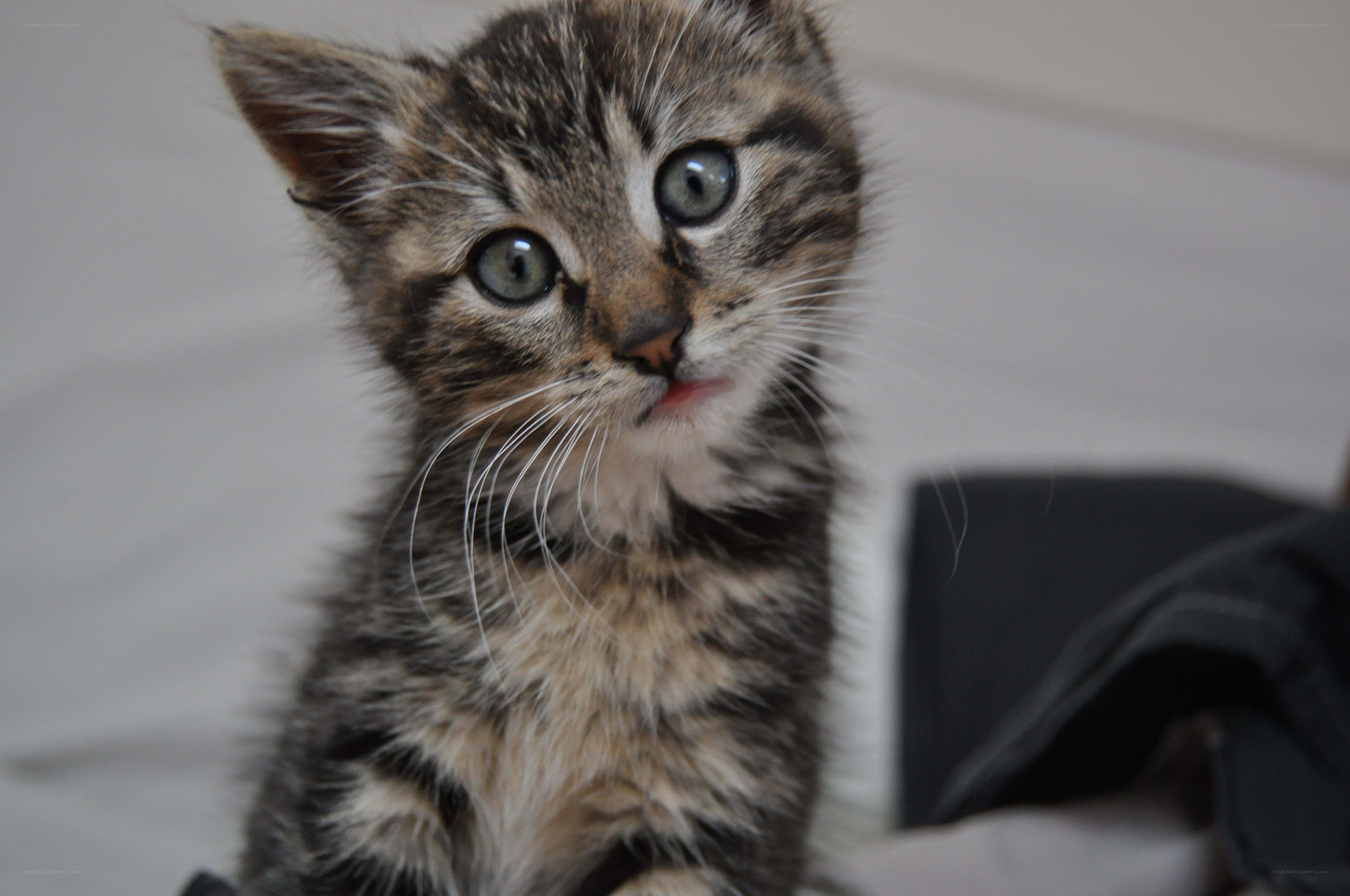 adorable tabby kitten