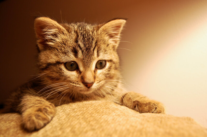 adorable tabby kitten