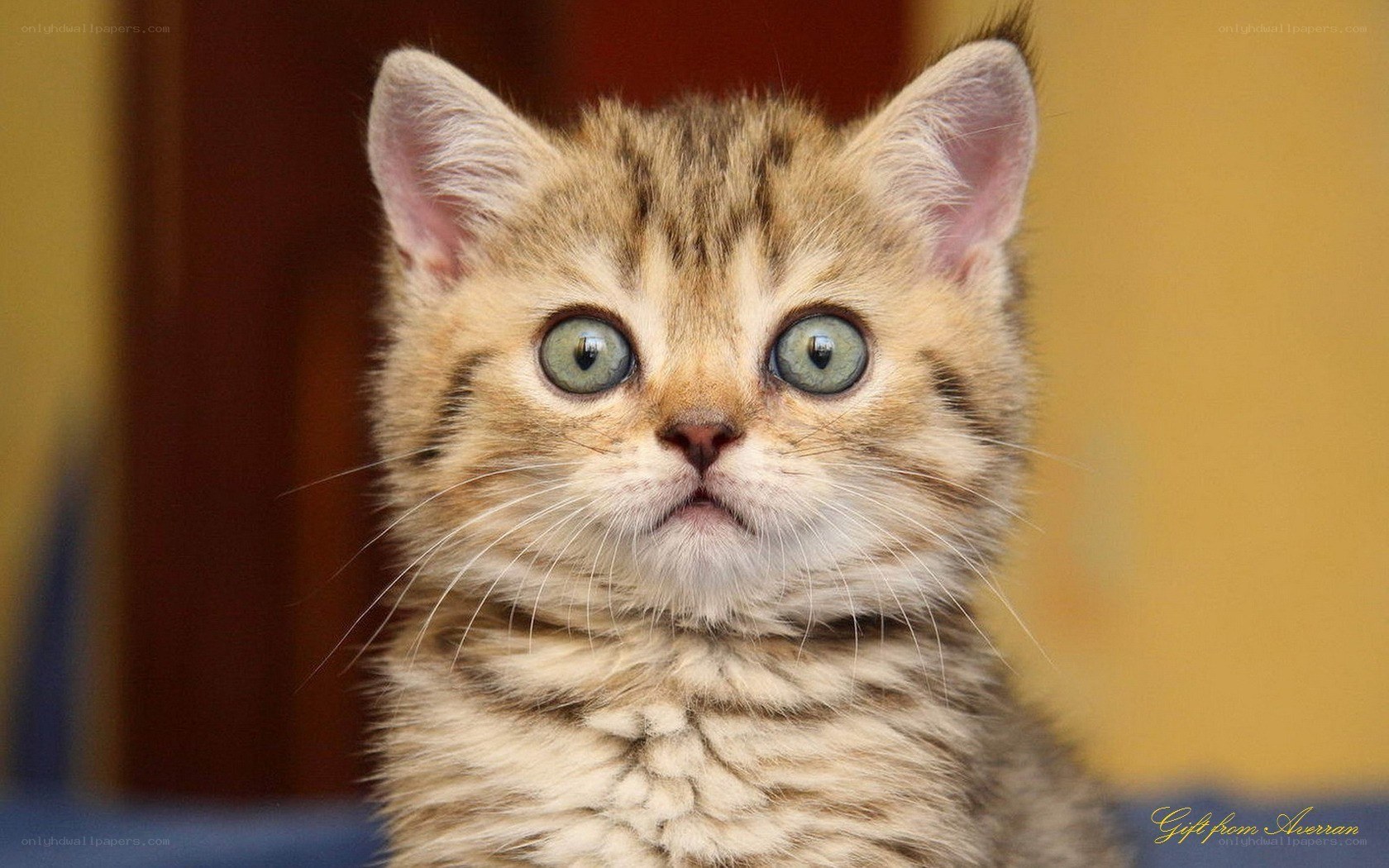 adorable tabby kitten