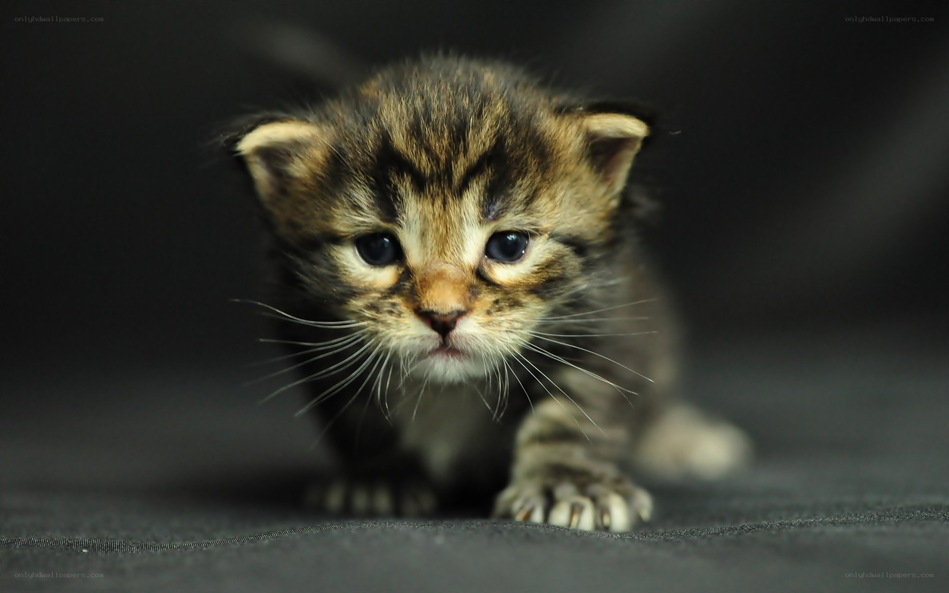 adorable tabby kitten