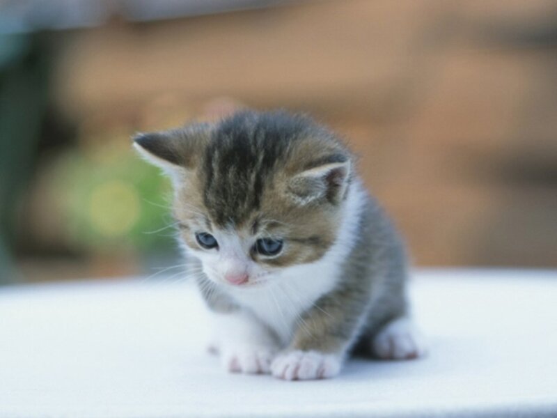 adorable tabby kitten