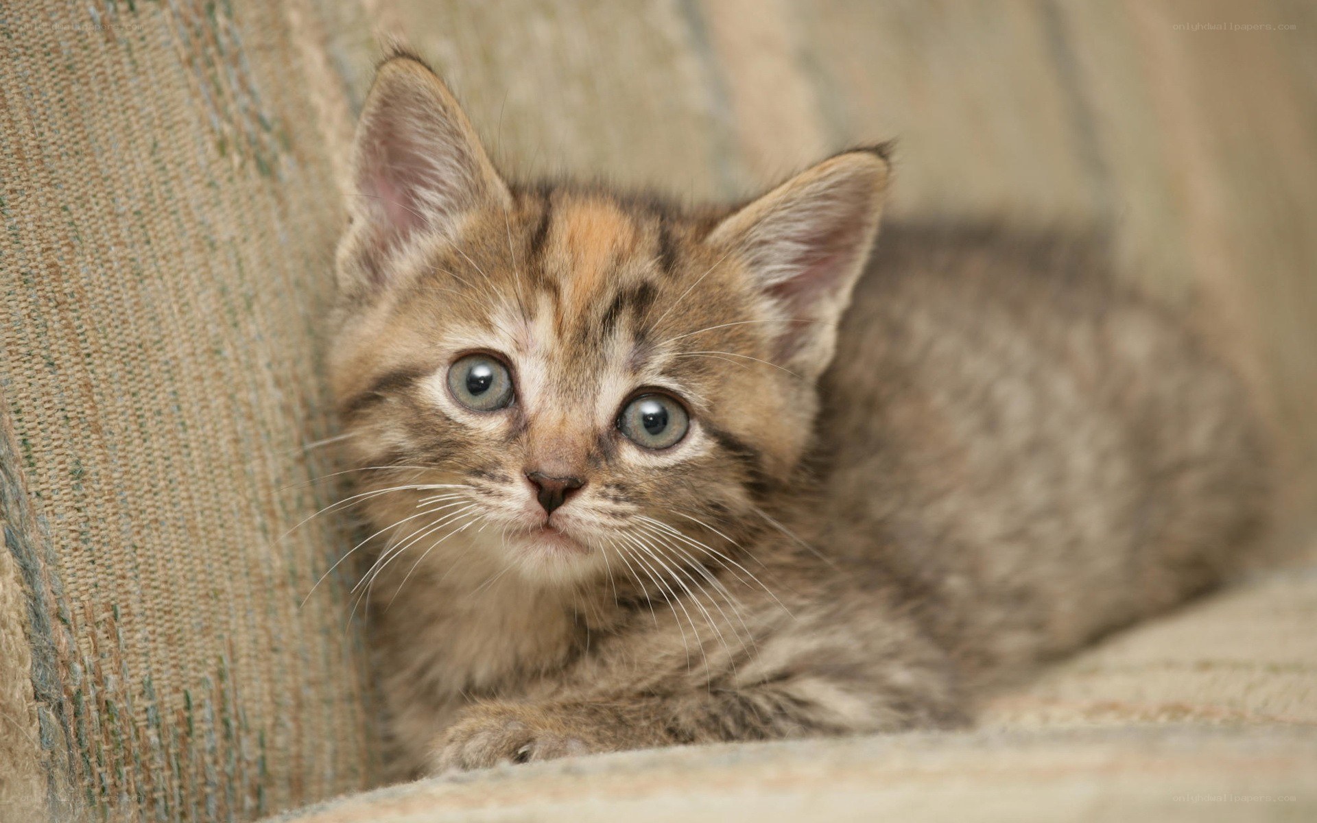 adorable tabby kitten