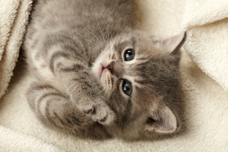 adorable tabby kitten