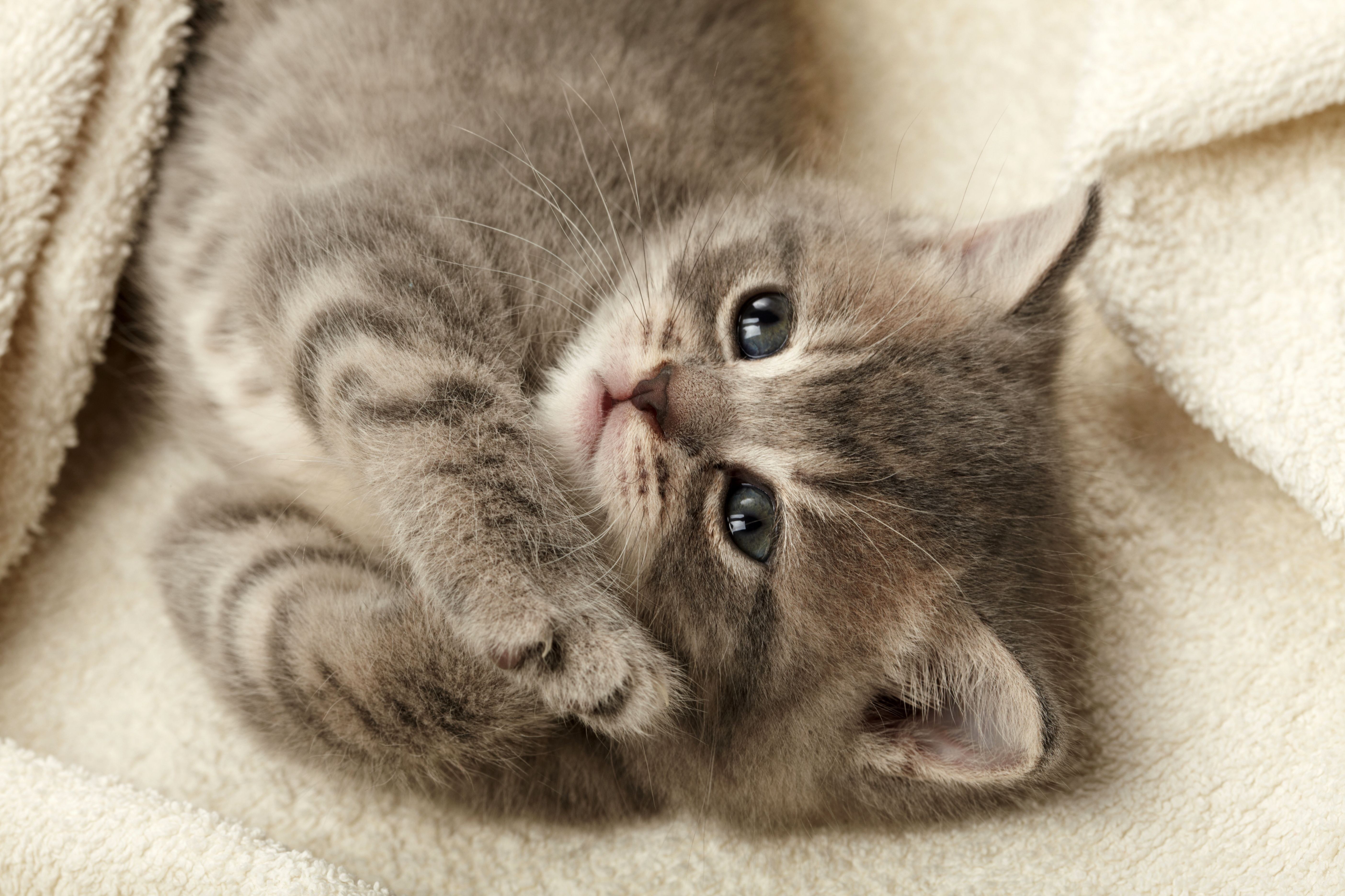 adorable tabby kitten