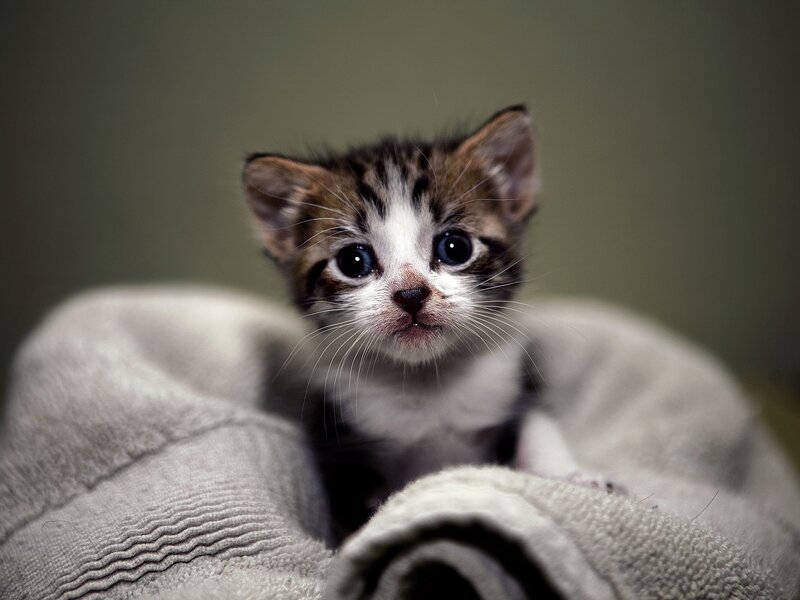 adorable tabby kitten