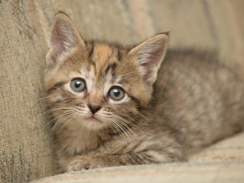 adorable tabby kitten
