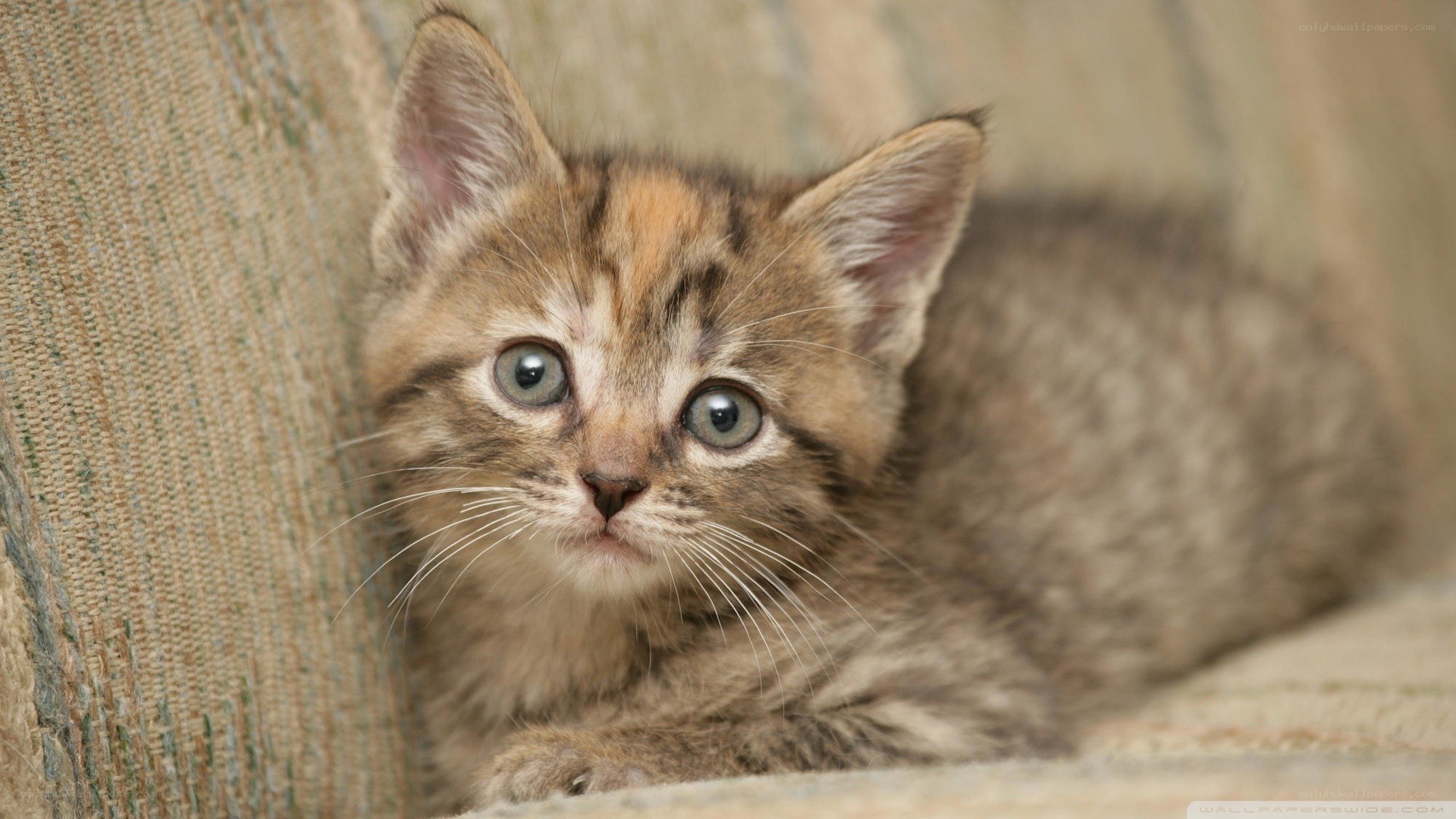 adorable tabby kitten