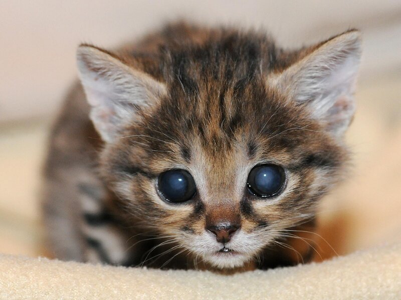 adorable tabby kitten