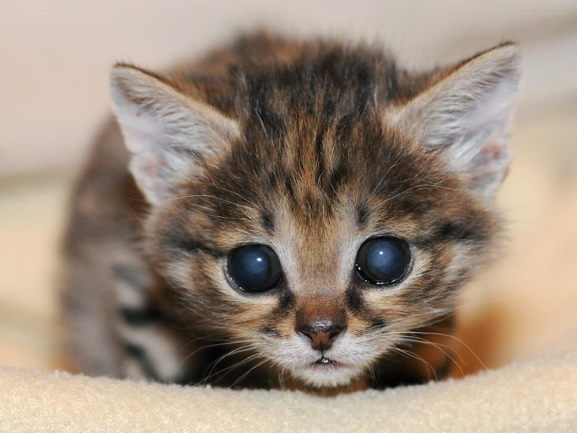 adorable tabby kitten