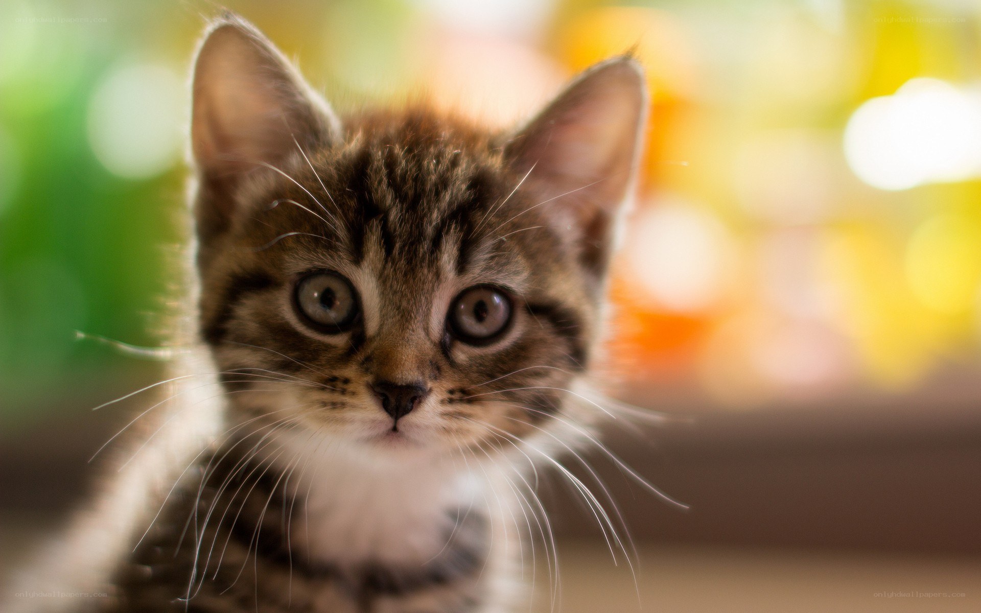 adorable tabby kitten