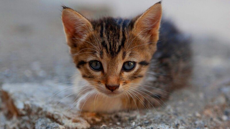 adorable tabby kitten