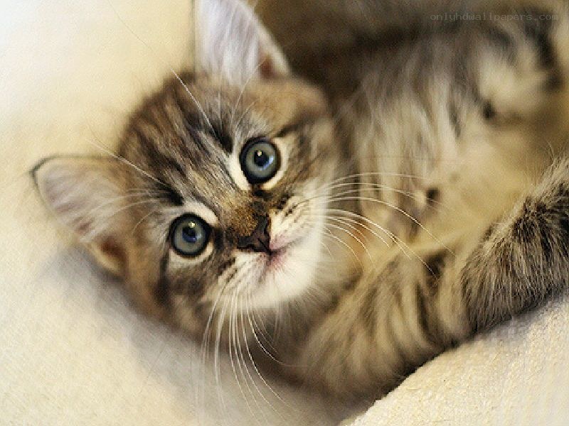 adorable tabby kitten