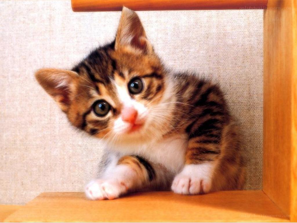 adorable tabby kitten