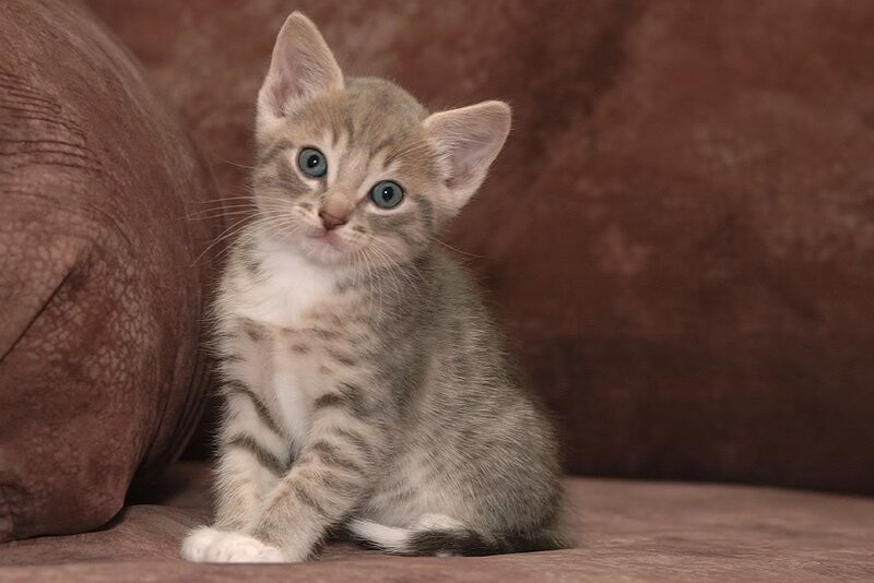adorable tabby kitten