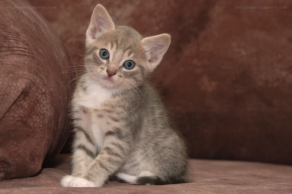 adorable tabby kitten