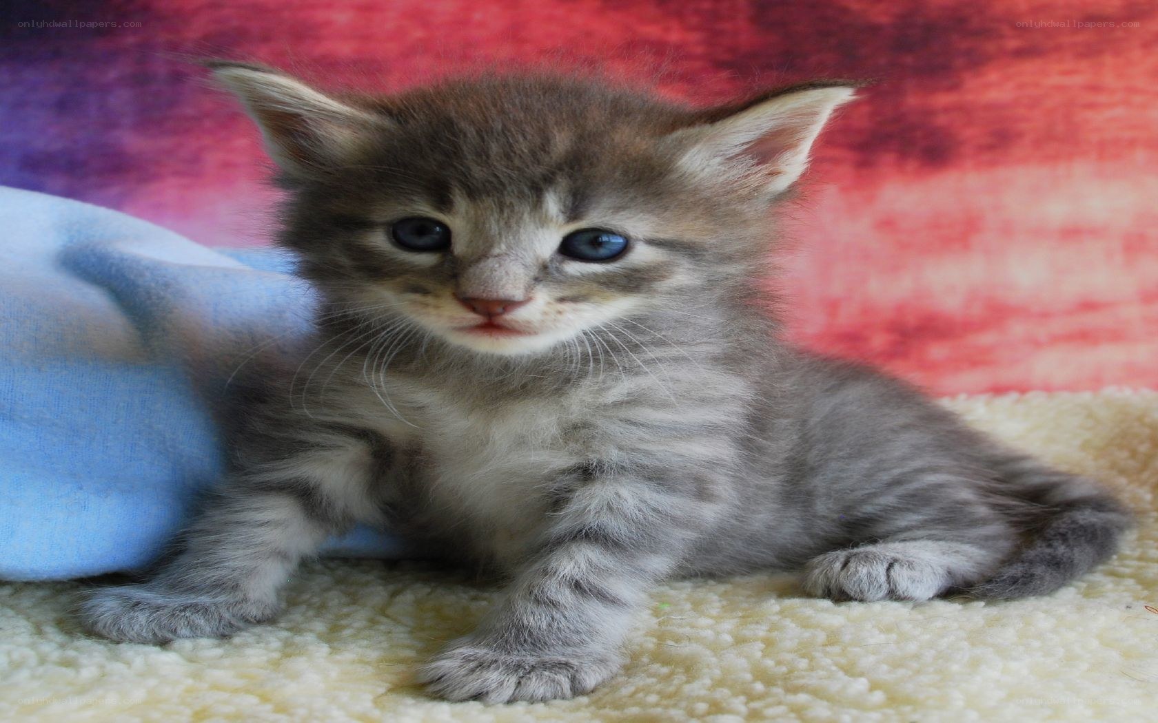 adorable tabby kitten