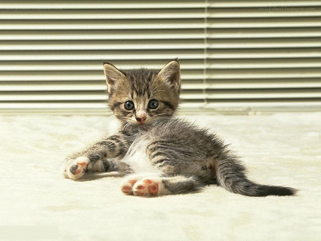 adorable tabby kitten