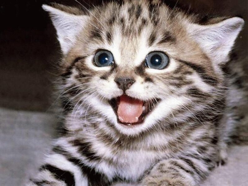 adorable tabby kitten