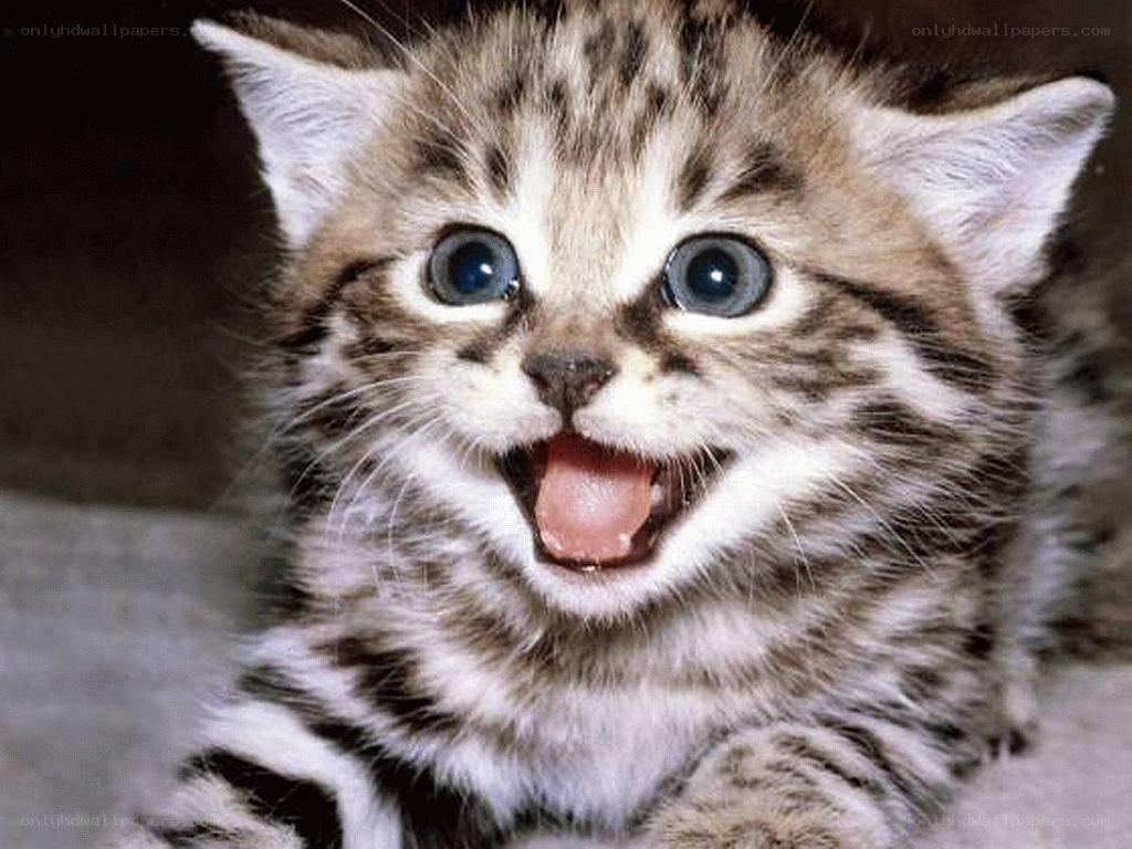 adorable tabby kitten