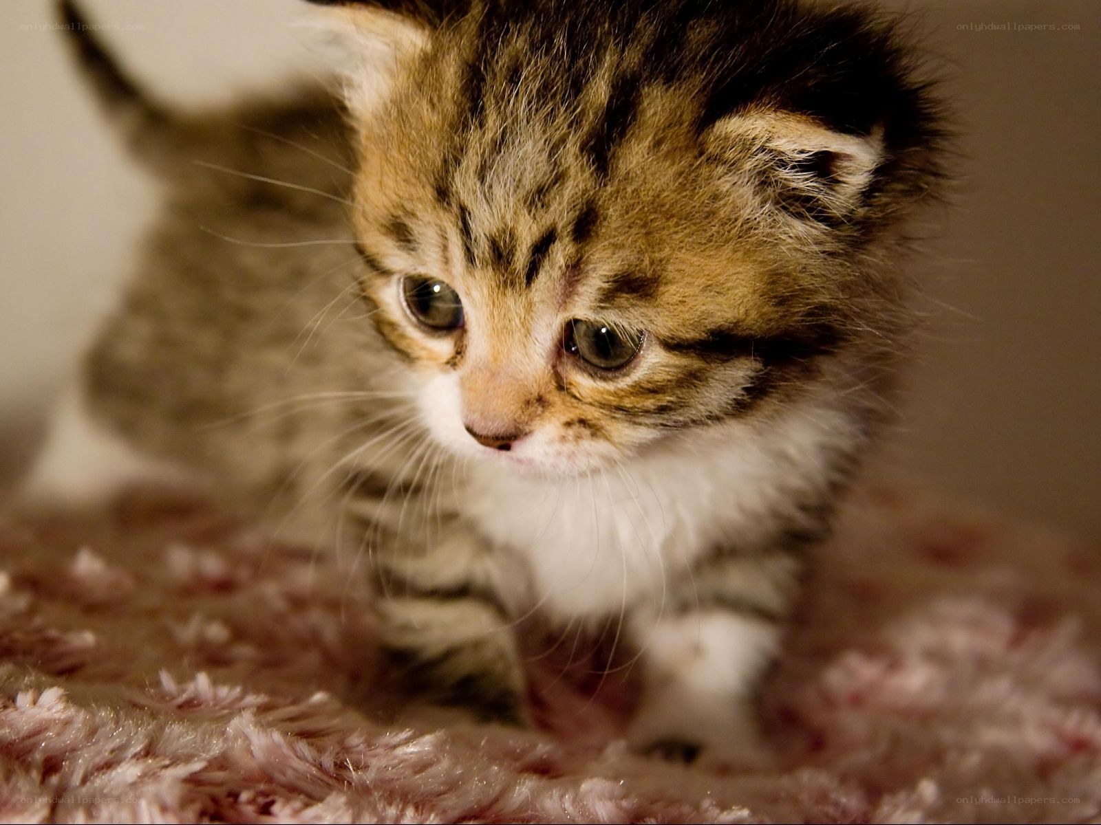 adorable tabby kitten