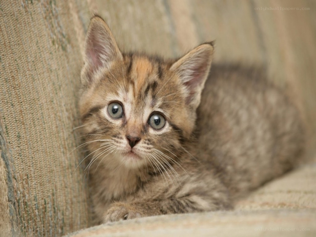 adorable tabby kitten