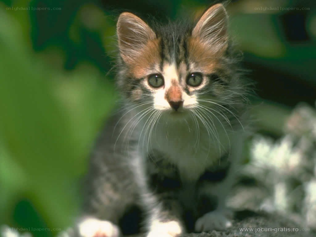 adorable tabby kitten