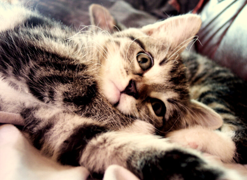 adorable tabby kitten