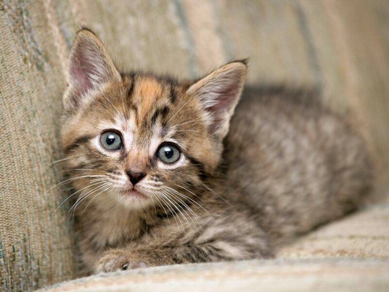 adorable tabby kitten