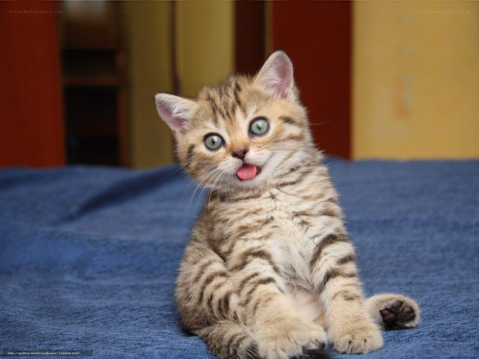 adorable tabby kitten