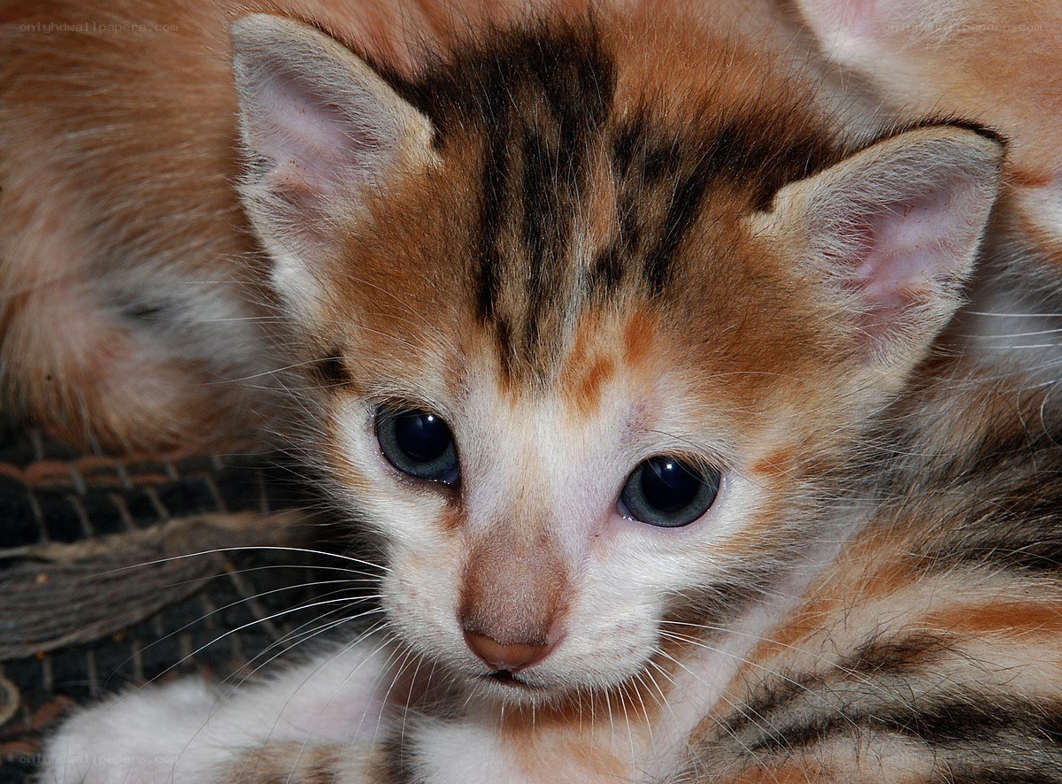 adorable tabby kitten close-up