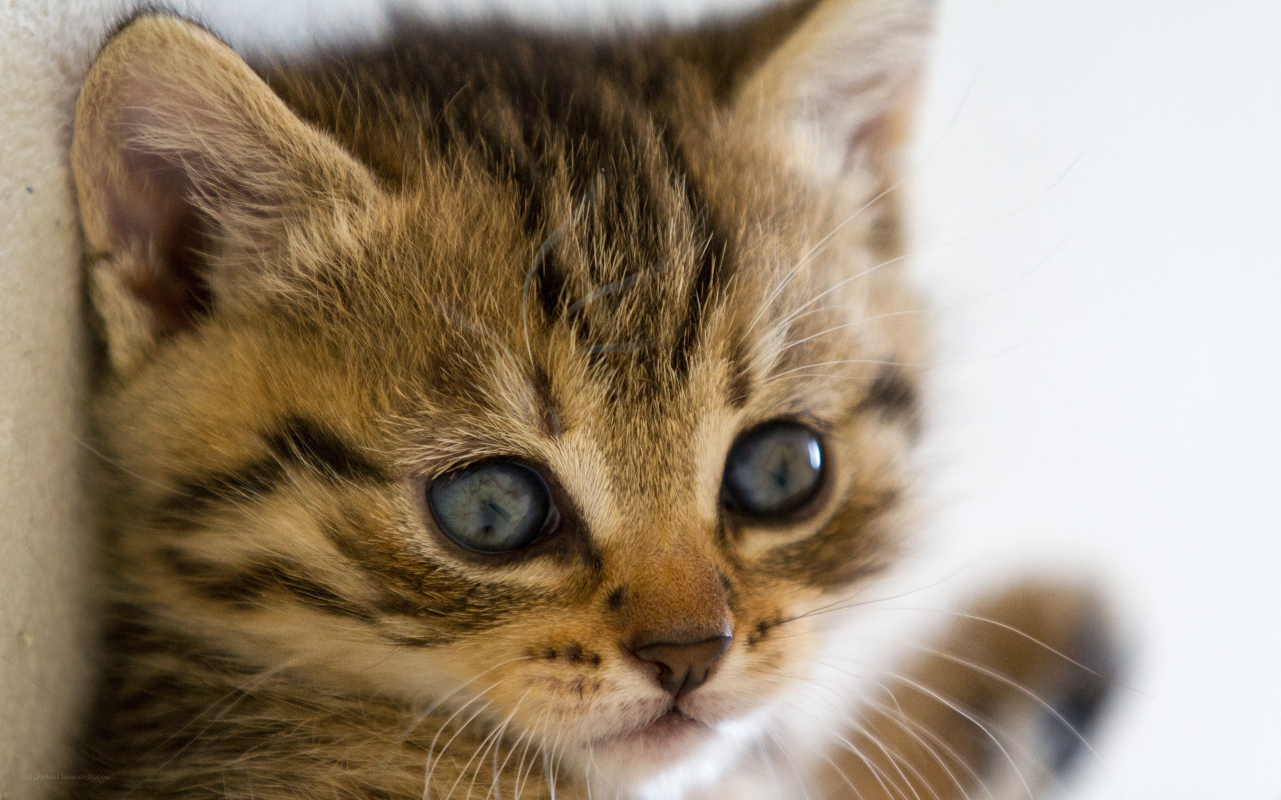 adorable tabby kitten close-up