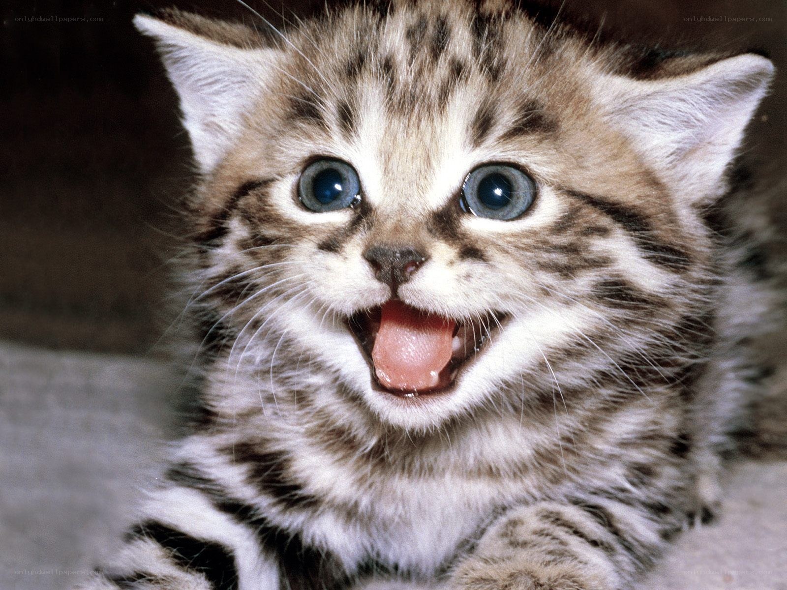 adorable tabby kitten meowing