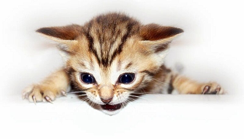 adorable tabby kitten peeking