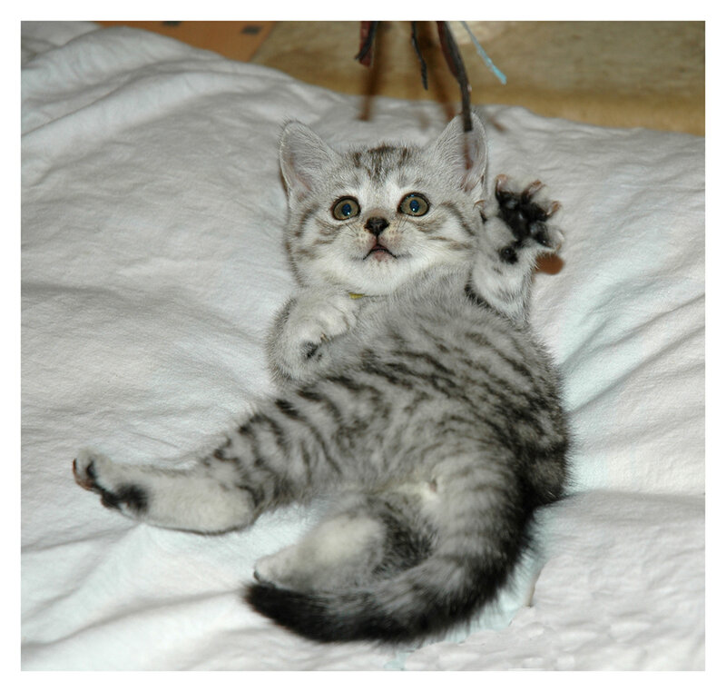 adorable tabby kitten playing