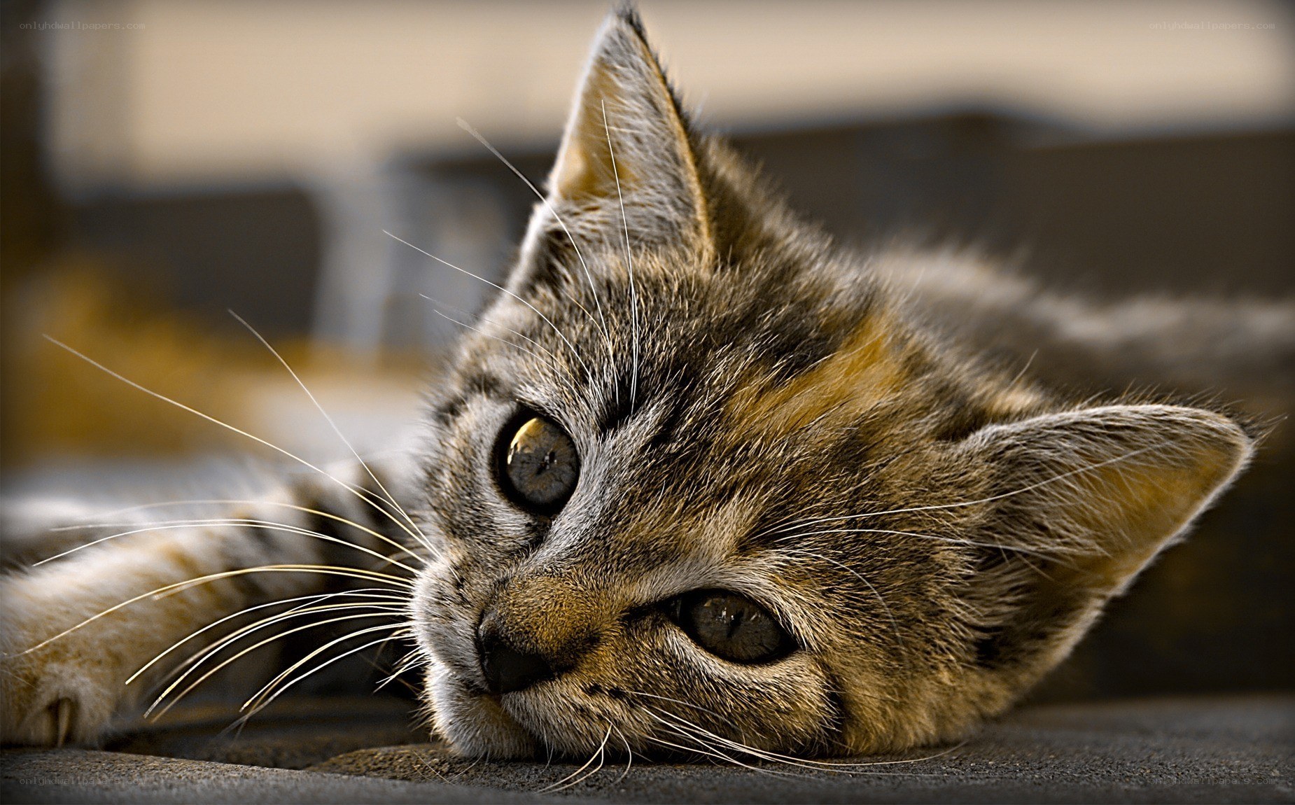 adorable tabby kitten resting