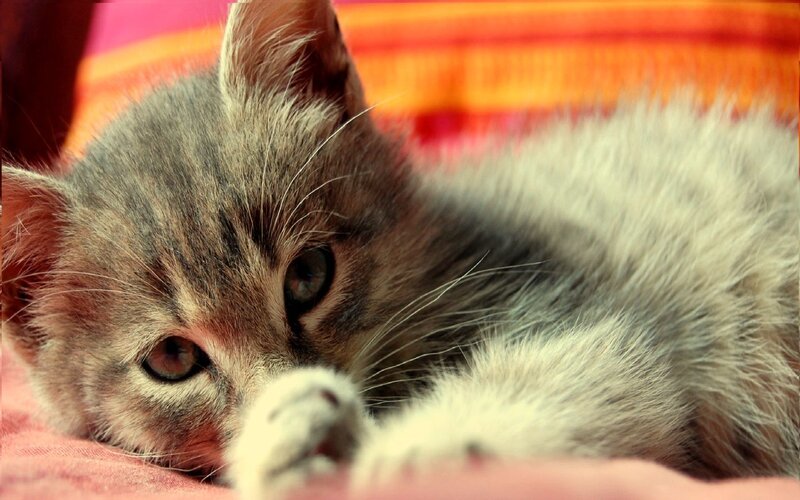 adorable tabby kitten resting